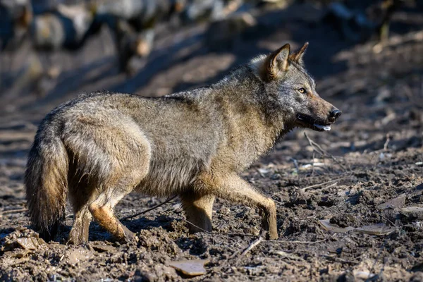 Vlk Lese Divoká Příroda Přírody Divoká Zvěř Přírodním Prostředí — Stock fotografie