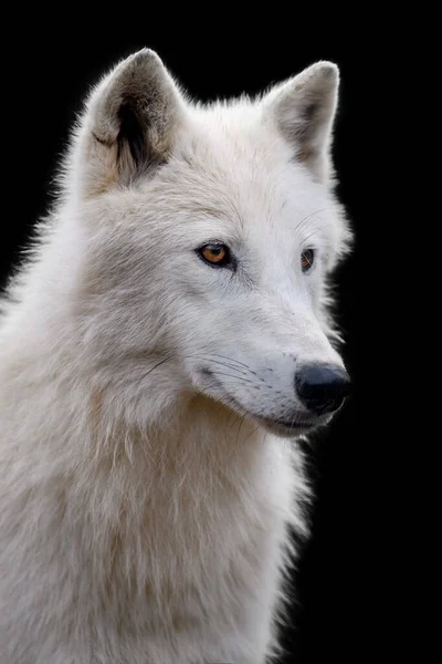 在黑暗中接近白色北极狼 自然界栖息地中的危险动物 — 图库照片