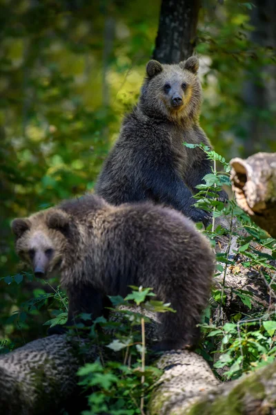 Зелений Ведмідь Ursus Arctos Літах Тварини Природному Середовищі Вид Дикої — стокове фото