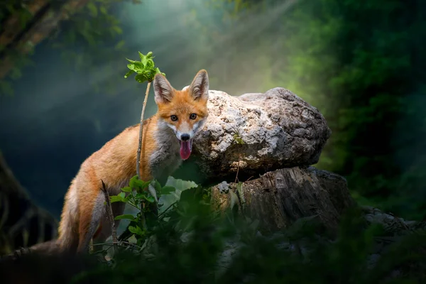 Raposa Vermelha Jovem Vulpes Vulpes Com Ramo Perto Pedra Floresta — Fotografia de Stock