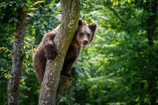 Urso Castanho Selvagem Ursus Arctos Floresta Verão Árvore Animais Habitat — Fotografia de Stock
