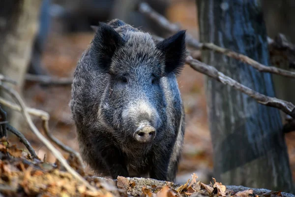 秋天森林里的野猪 大自然的野生动物场景 — 图库照片