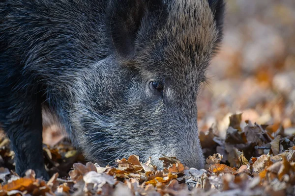 Feche Javali Selvagem Floresta Outono Cena Vida Selvagem Natureza — Fotografia de Stock