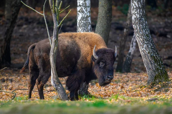 Bisonte Adulto Salvaje Bosque Otoño Escena Vida Salvaje Naturaleza Animales — Foto de Stock