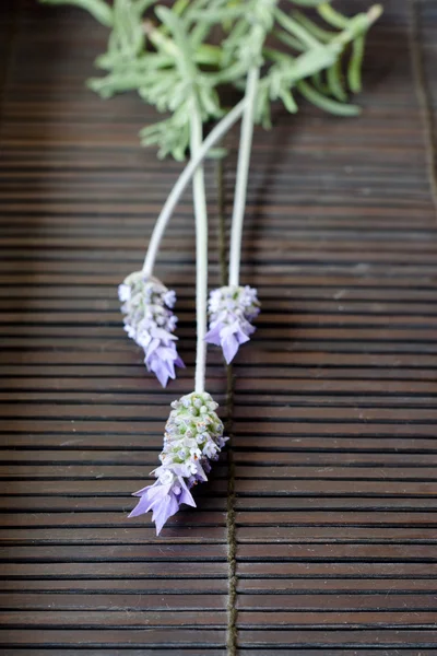 Lavander Flowers — Stock Photo, Image