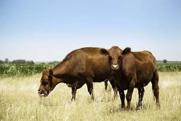 Koe en kalf — Stockfoto