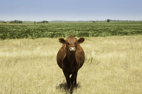 Koe in prairie — Stockfoto