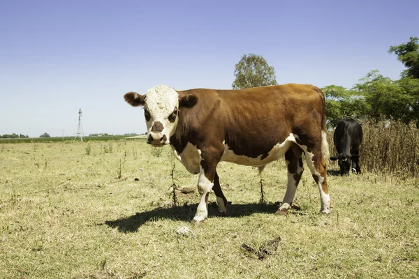 Vacas en la pradera — Foto de Stock