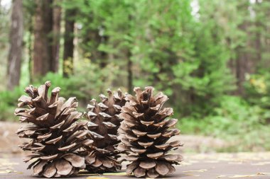 Üç pinecones