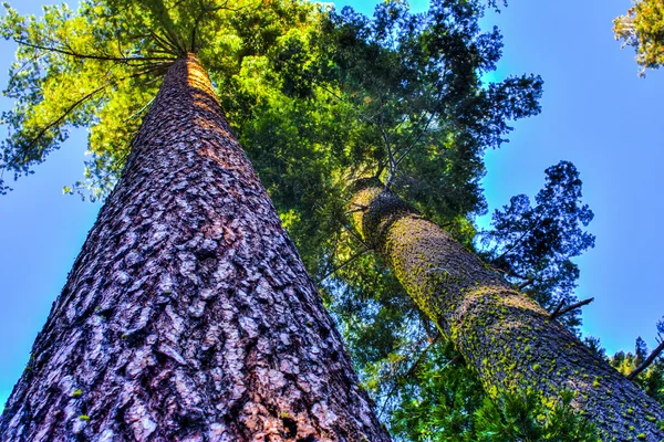 Grand arbre dans la forêt — Photo