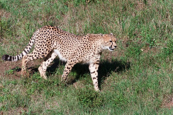 Gepard v trávě — Stock fotografie