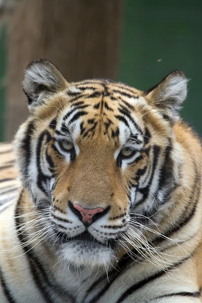 Тигриное лицо — стоковое фото