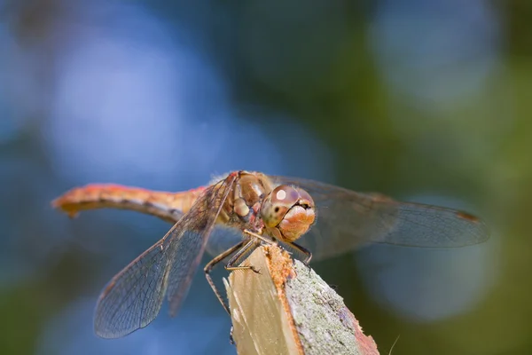 Gragonfly s modrým pozadím — Stock fotografie