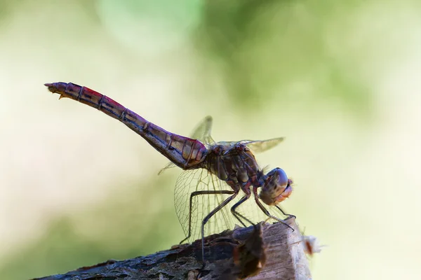 Gragonfly se zeleným pozadím — Stock fotografie