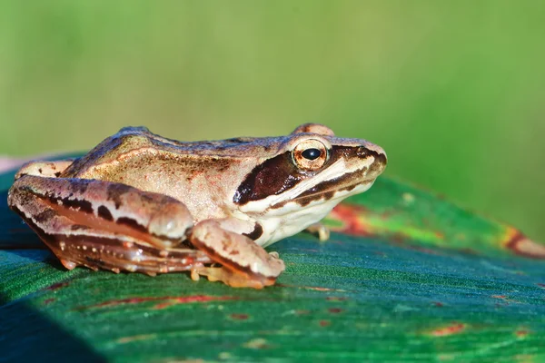 Grenouille commune en détail — Photo