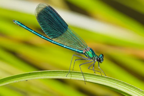 Libélula com fundo verde — Fotografia de Stock