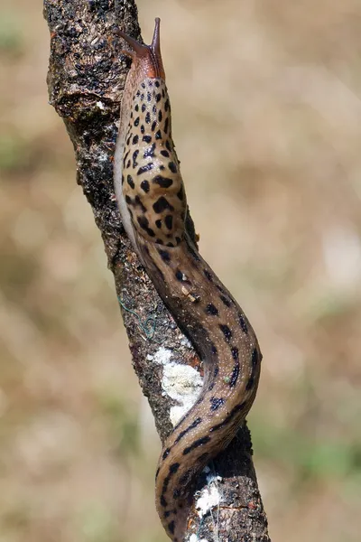 Slug on the tree — Stock Photo, Image
