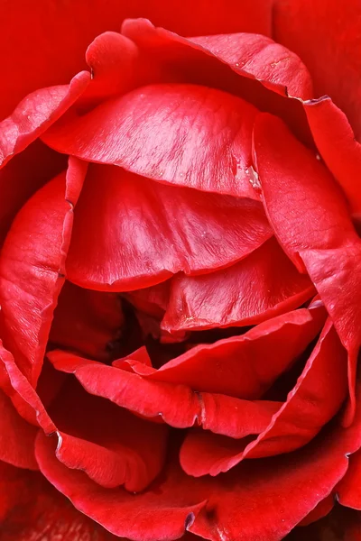 Detail of red rose — Stock Photo, Image