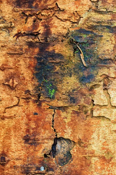 Detail of an old rotten birch — Stock Photo, Image