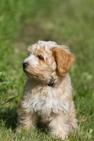 Tibetan Terrier puppy portrait — Stock Photo, Image