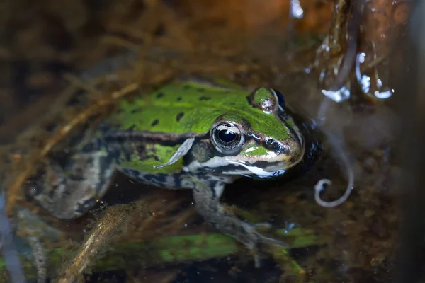 水中の緑のカエルは — ストック写真