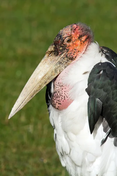 Marabou Stork close up — Stock Photo, Image