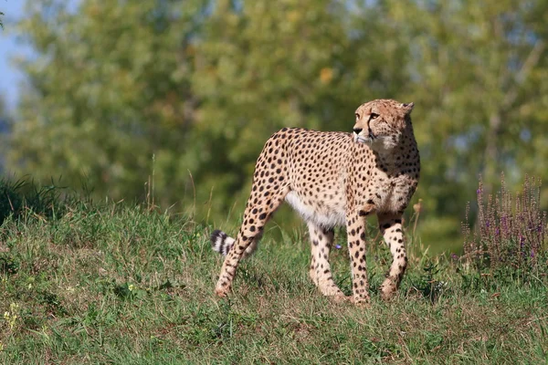 Bonito guepardo — Foto de Stock