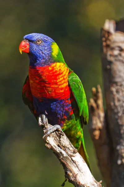 Rainbow Lorikeet, сидящий на сухом дереве — стоковое фото