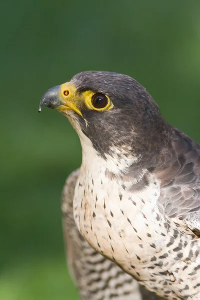 Falcon in detail — Stockfoto
