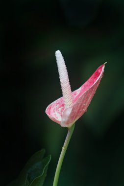 Siyah arka plan ile tropikal Pembe çiçek
