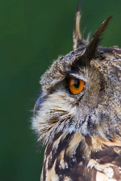 Eagle owl ze strany — Stock fotografie