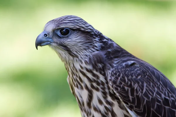 Falcon con fondo verde —  Fotos de Stock