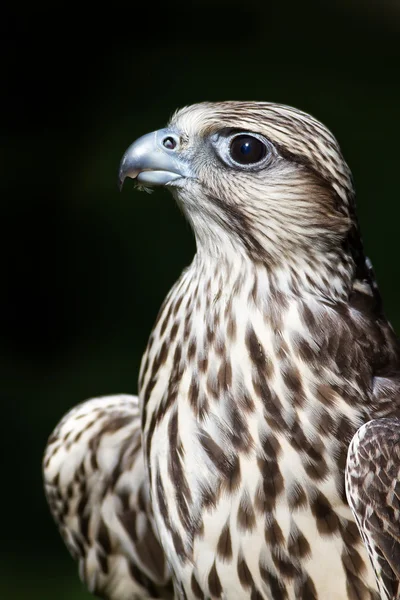 Falcon con fondo oscuro —  Fotos de Stock