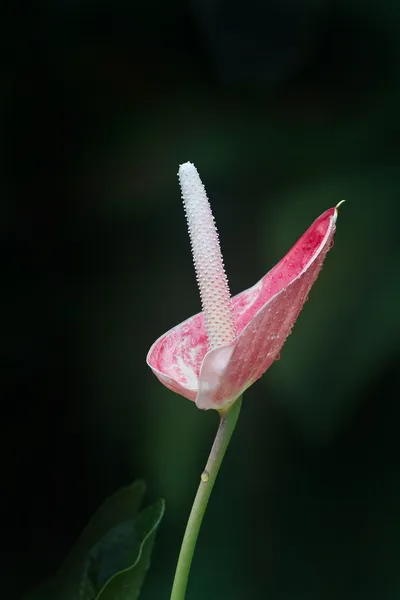 Tropiska rosa blomma med svart bakgrund — Stockfoto