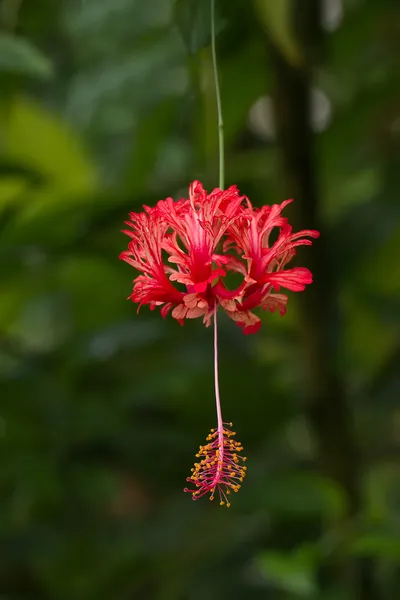 Röd blomma i tropisk djungel — Stockfoto