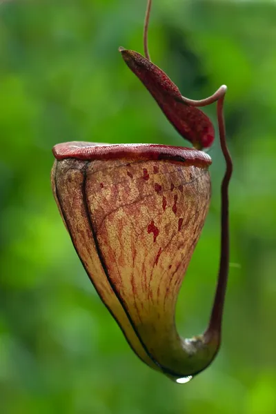 가까이에 있는 식충식물 — 스톡 사진