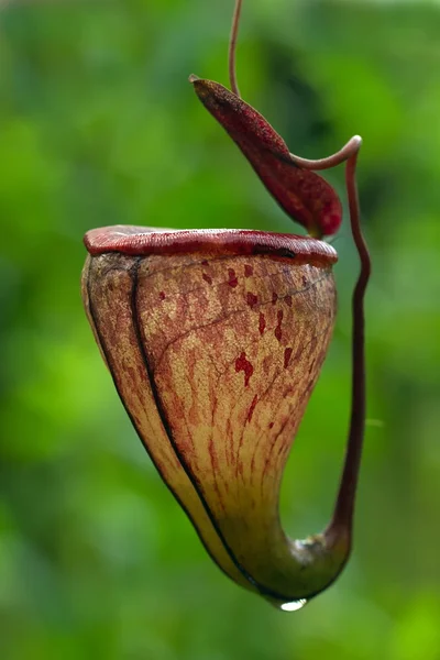 カーニバル植物が閉じます — ストック写真