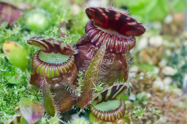 Sundew etobur bitkiler, yakın çekim