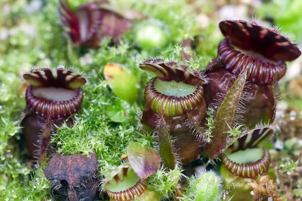 Carnivorous plants, sundews — Stock Photo, Image