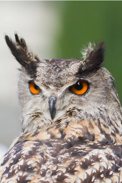 Portrait eagle owl — Stock Photo, Image