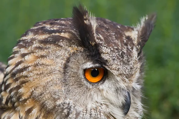 Very close up head of eagle owl — Stock Photo, Image