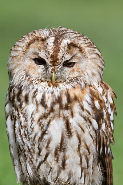 Retrato de búho tawny — Foto de Stock