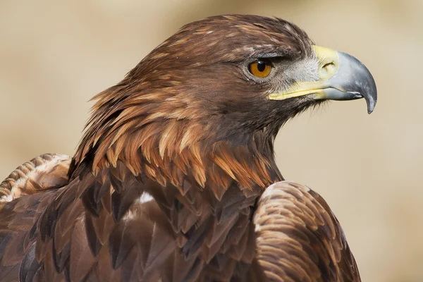 Golden eagle — Stock Photo, Image