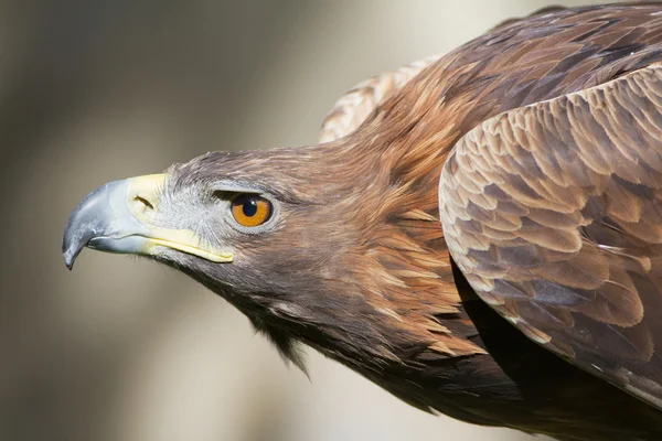 Águila real — Foto de Stock