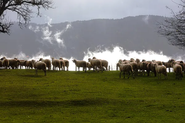 Die Schafe Wandern Horizont Gegen Den Berg Mit Wolkenfetzen — Stockfoto