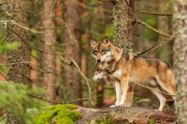 Avrasya kurdu (Canis lupus lupus) dikkatli ve dikkatli bir şekilde ağaçların arasından bakar.