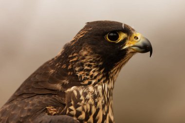 hibrit gökdoğan (Falco peregrinus) ve saker şahin (Falco cherrug) portresi
