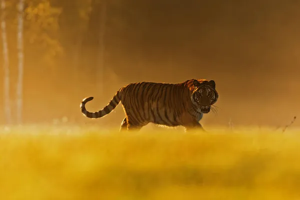 Male Siberian Tiger Panthera Tigris Tigris Sunrise Backlight — Stock Photo, Image