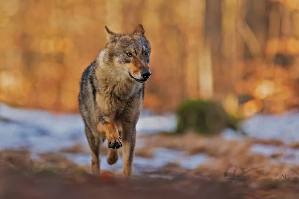 Pes Euroasijský Vlk Canis Lupus Lupus Běžící Jarním Lesem Zbytky — Stock fotografie
