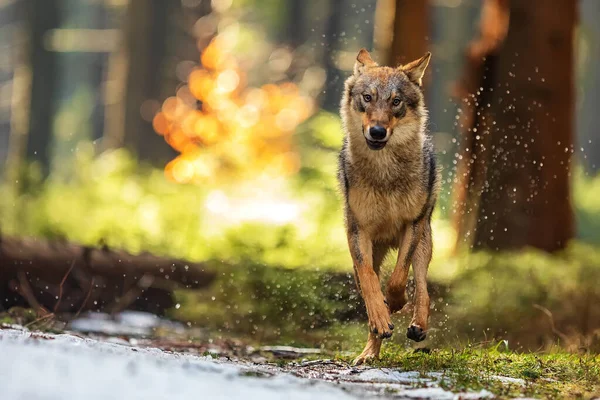 Lobo Euroasiático Canis Lupus Lupus Huyendo Del Bosque —  Fotos de Stock